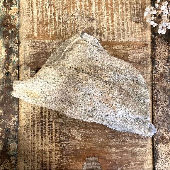 Coral Fossil Chunk 2lbs 8oz Light Grey Color Neutral Decor - Picture 4 of 13